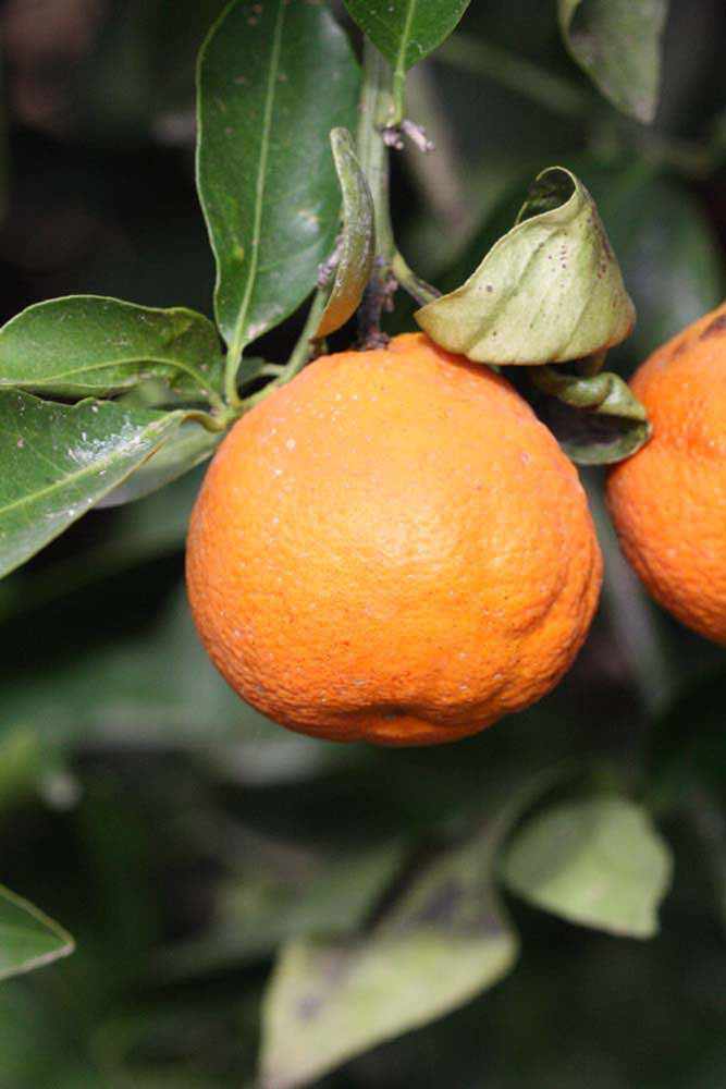            Fruit (Riverside, CA)   